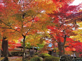 永源寺の紅葉