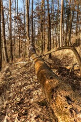 Dead oak tree, rotten, fell in the forest. Uprooted tree. Forestry industry.