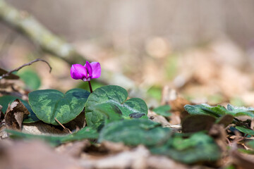 Clouse-up of spring blooms of pink cyclamens  in the forest. Primroses. . Cyclamen hederifolium ( ivy-leaved cyclamen or sowbread )
