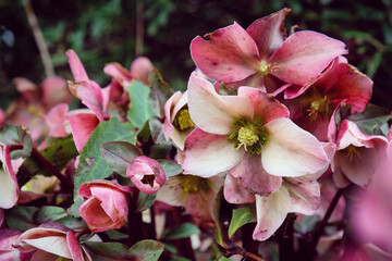 Pink Helleborus x ericsmithii 'Angel Glow' in flower