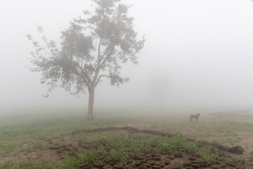 Obraz premium agricultural fields surrounded by dense fog in rural India in winters