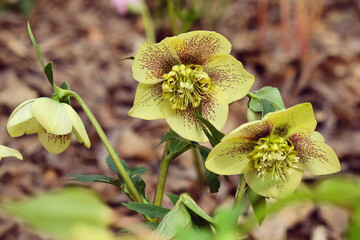 Yellow speckled Hellebores, 'Helleborus hybridus' or lenten rose, in flower