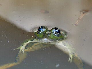 Frogs in a pond, near the town of Xativa, Spain.