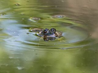 Frogs in a pond, near the town of Xativa, Spain.