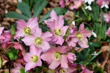 Pink Hellebores, 'Helleborus hybridus' or lenten rose, in flower