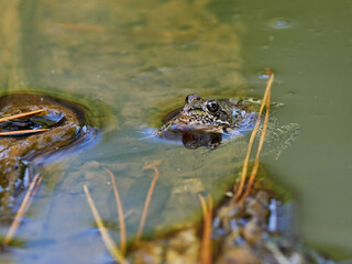 Frogs in a pond, near the town of Xativa, Spain.