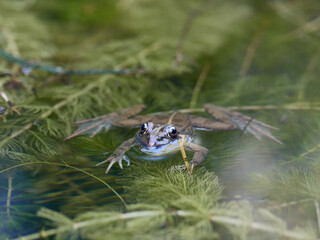 Frogs in a pond, near the town of Xativa, Spain.