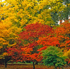 Autumn colours in a woodland garden