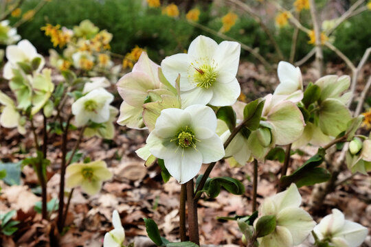 White Hellebores, 'Ice N Roses White' or lenten rose, in flower