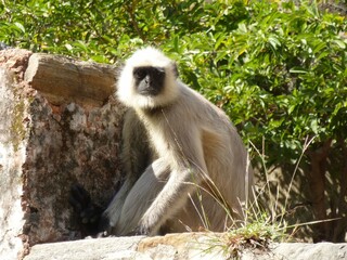 Bengal sacred langur is sunbathing on a stone