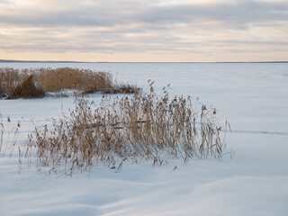 Dry branches of reeds on shore of lake on cloudy winter day