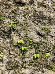 green moss on the ground