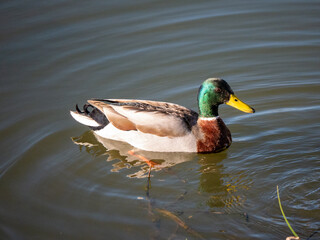 Green and brown pattern duck on lake