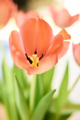 Zarte Tulpenkelche