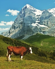Fototapeta na wymiar cows in the mountains