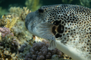 Portrait of starry puffer (Arothron stellatus) in Egypt