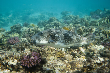 Portrait of starry puffer (Arothron stellatus) in Egypt