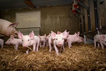Glückliche Schweine - Saugferkel laufen im Stroh.