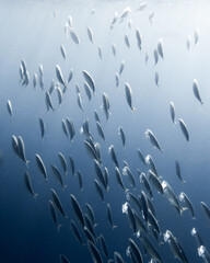 school of Indian mackerel (Rastrelliger kanagurta) in egypt