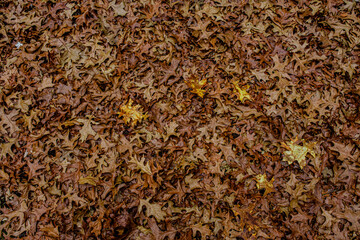 dried oak leaves in the forest
