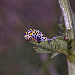 Macro