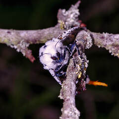 macro