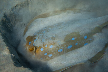 Bluespotted ribbontail ray hidinghides in the sand in egypt
