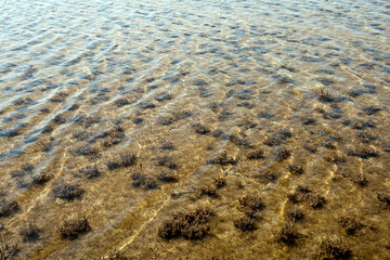 Salt lake water surface with plants 