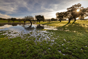 Landscape in the Dehesa de la Luz. Extremadura. Spain.