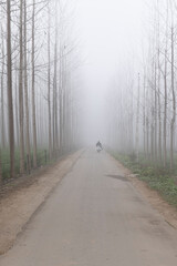 single lane road passing through agricultural fields covered by dense fog in rural india