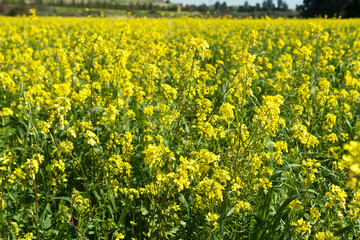 Field of yellow rapeseed flowers in springtime