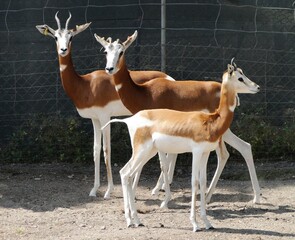 Tres ejemplares de gacela (Nanger dama), en grave peligro de extinción, en la finca experimental 