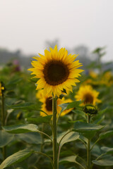 A Beautiful Sunflower In Field 