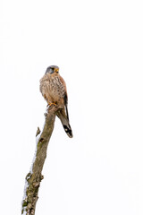Common Kestrel (Falco tinnunculus) resting on a tree watching out for prey in winter time