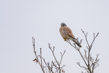 Common Kestrel (Falco tinnunculus) resting on a tree watching out for prey in winter time
