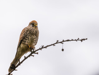 Common Kestrel (Falco tinnunculus) resting on a tree watching out for prey in winter time