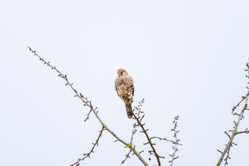 Common Kestrel (Falco tinnunculus) resting on a tree watching out for prey in winter time