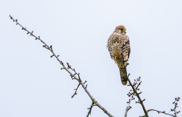 Common Kestrel (Falco tinnunculus) resting on a tree watching out for prey in winter time
