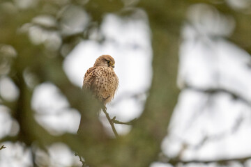 Common Kestrel (Falco tinnunculus) resting on a tree watching out for prey in winter time