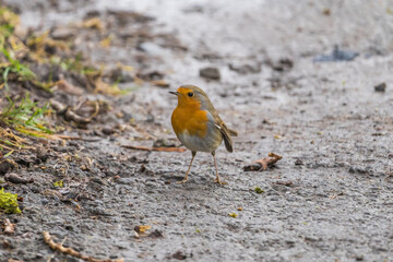Close up of red robin bird  (Erithacus rubecula) in winter time