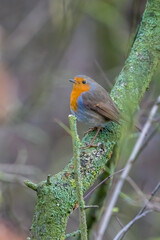 Close up of red robin bird  (Erithacus rubecula) in winter time