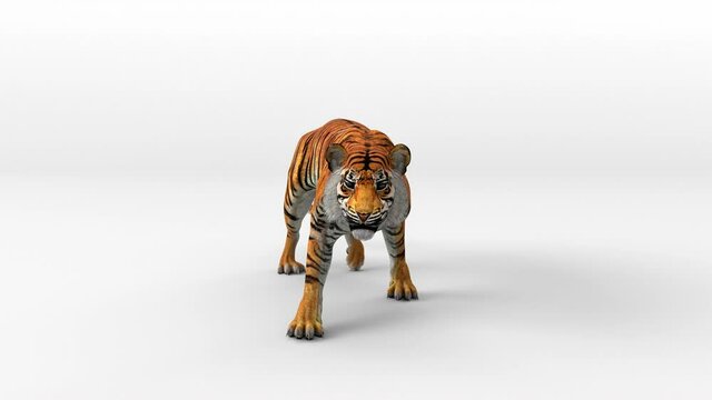 Tiger bengal movement leaping attack to camera with 3d rendering include alpha path.