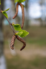 A birch branch with brown catkins and small green leaves. Birch buds. Spring