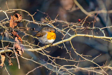 Close up of red robin bird  (Erithacus rubecula) in winter time