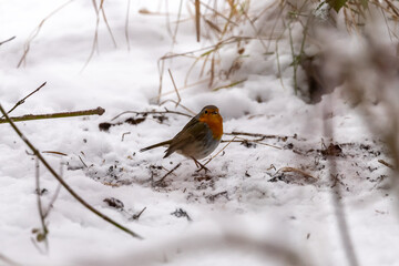 Close up of red robin bird  (Erithacus rubecula) in winter time