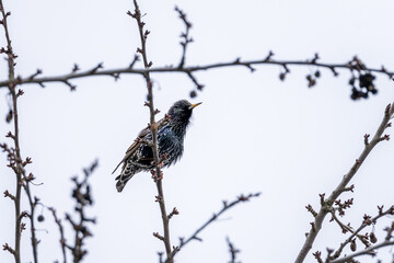 starling (sturnus vulgaris) birg on a tree in winter time