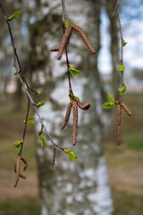 A birch branch with brown catkins and small green leaves. Birch buds. Spring