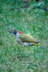 Male Green Woodpecker (Picus viridis) feeding on garden lawn