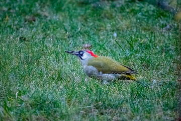 Male Green Woodpecker (Picus viridis) feeding on garden lawn