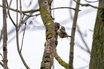 Eurasian common Treecreeper (Certhia familiaris)Single on Tree Trunk in winter time